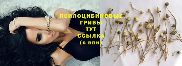 прущие грибы Баксан
